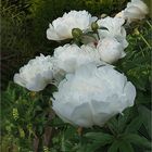 Paeonia  weiss