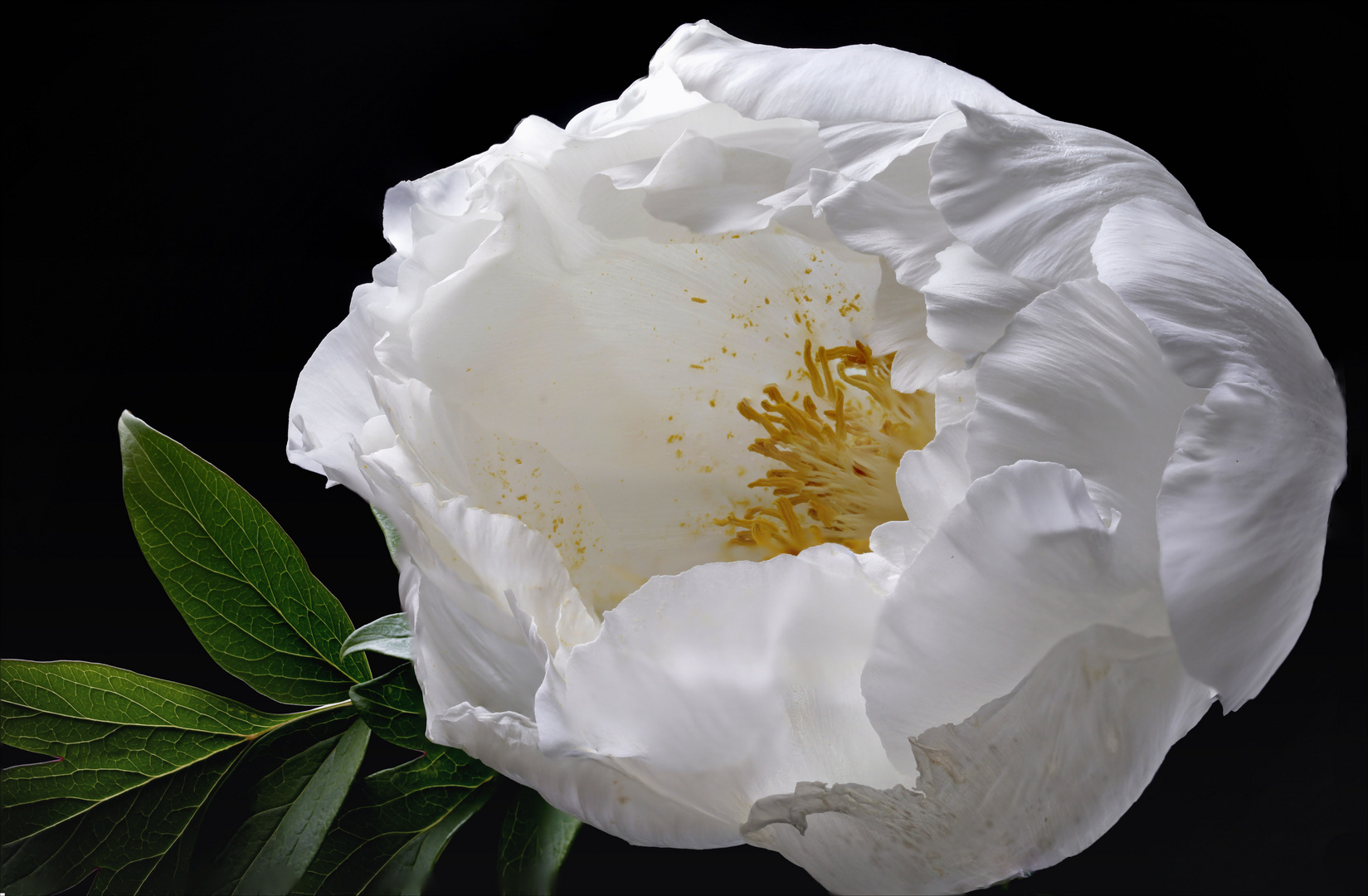 Paeonia weiss - die Edle