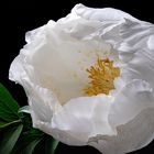 Paeonia weiss - die Edle