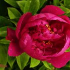 Paeonia  XII