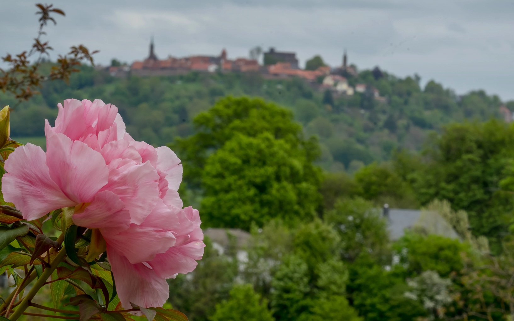 Päonie und Dilsberg