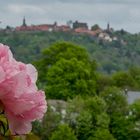 Päonie und Dilsberg