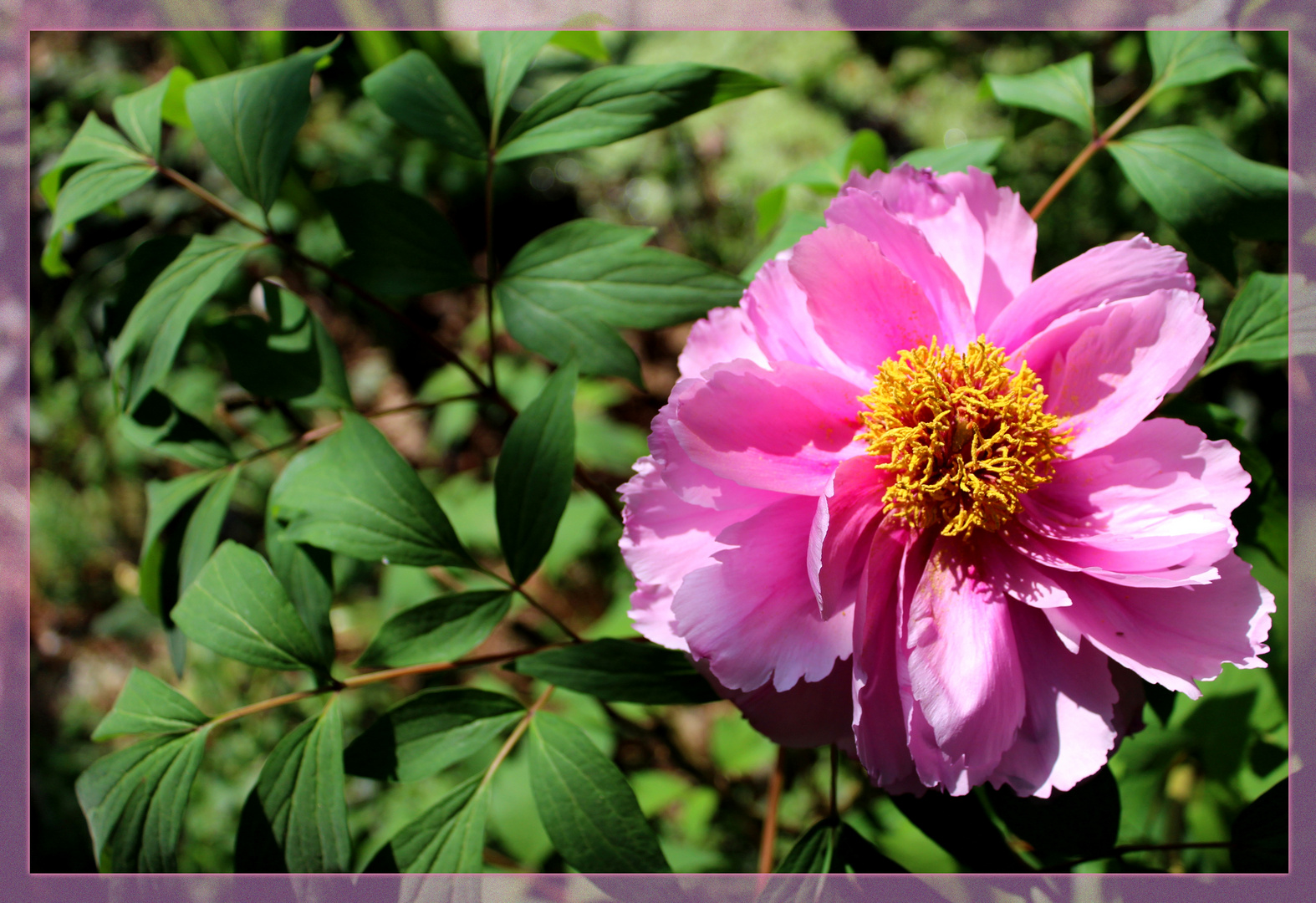 Päonien Foto & Bild natur, blume, pflanzen Bilder auf