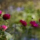 Paeonien im Berggarten Hannover