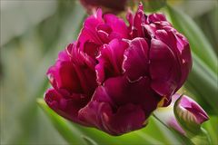paeonienblütige Tulpe...