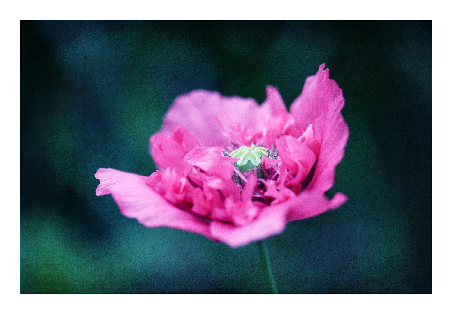 Päonienmohn pink