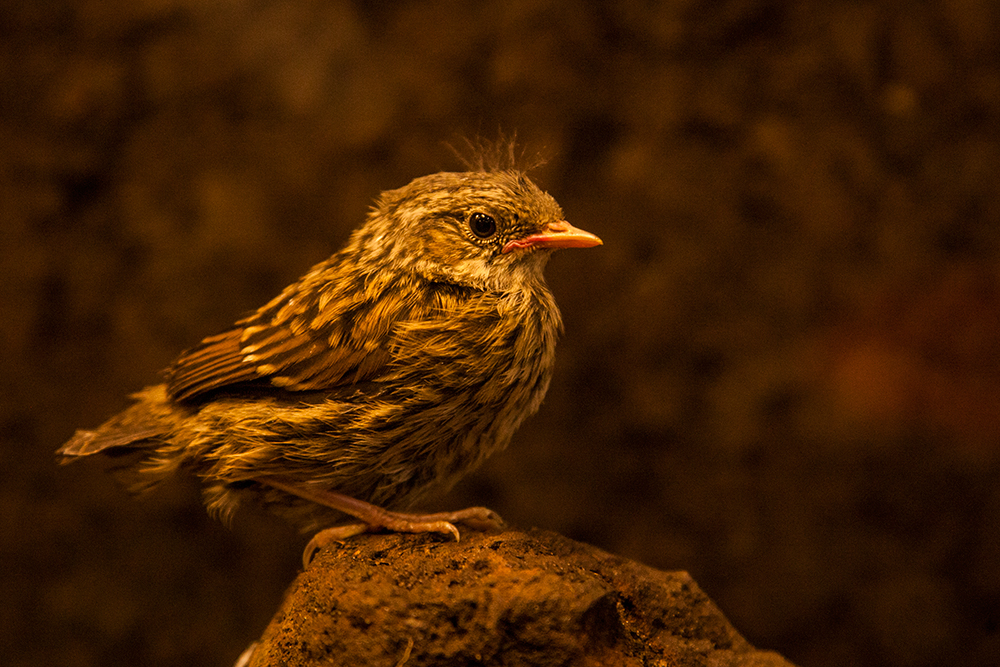 Päppelvogel /denke Braunelle