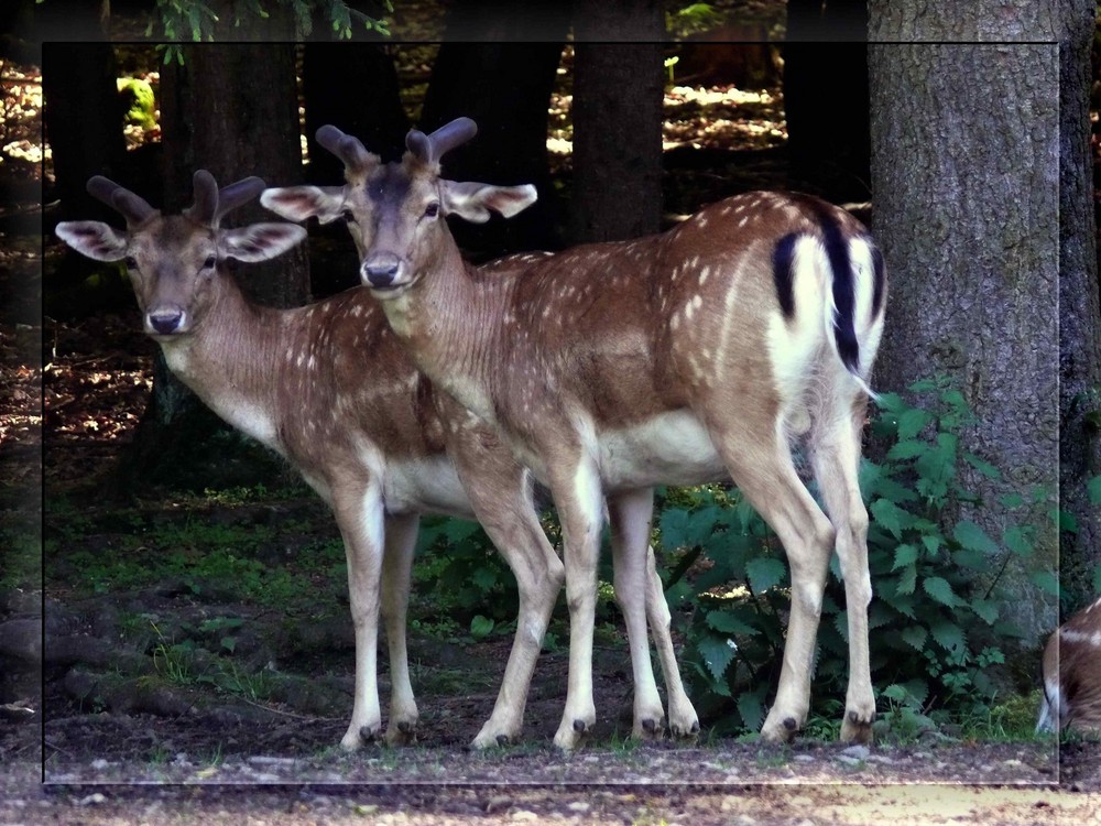 PÄRCHEN