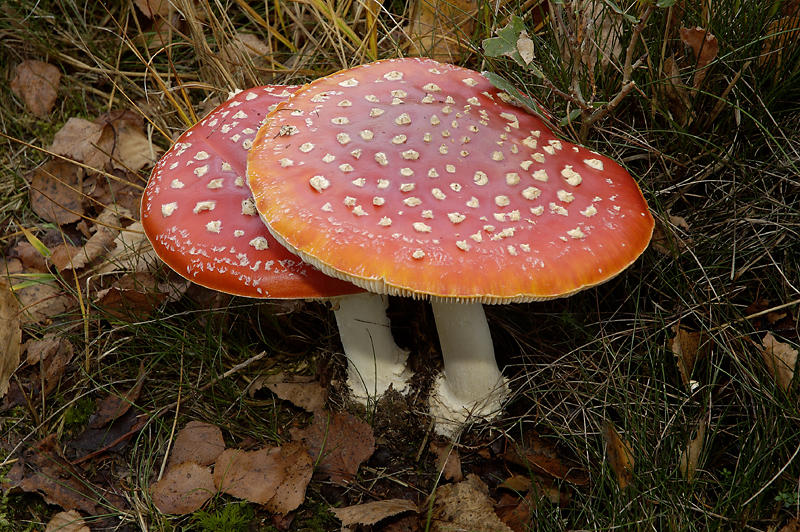 Pärchen am Wegesrand