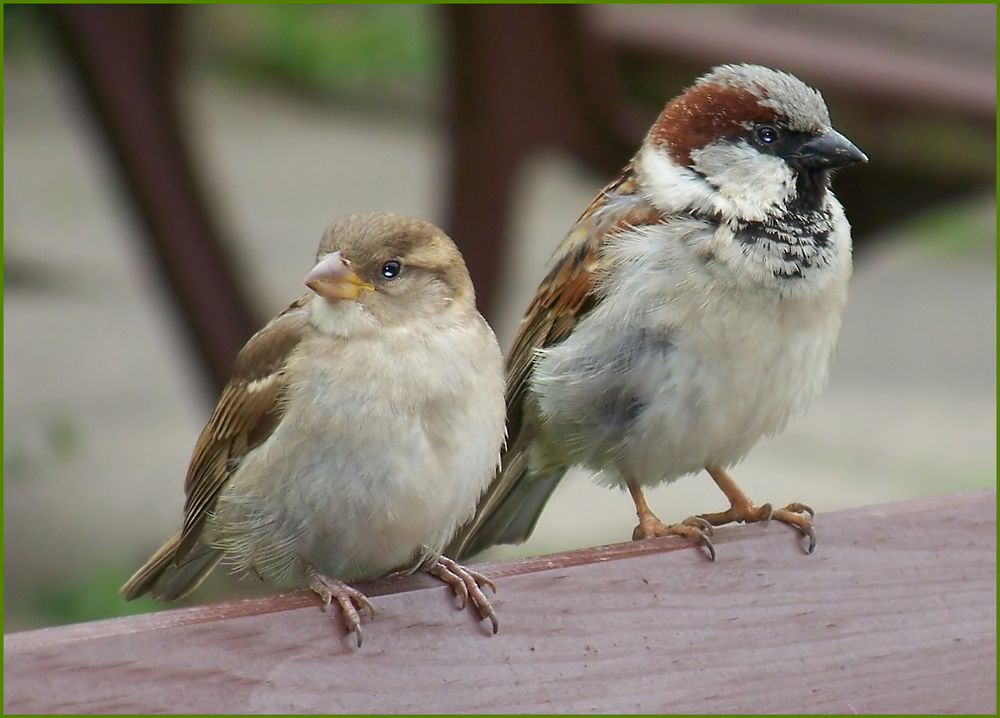 Pärchen auf der Bank