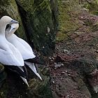 Pärchen auf Helgoland