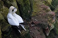 Pärchen auf Helgoland