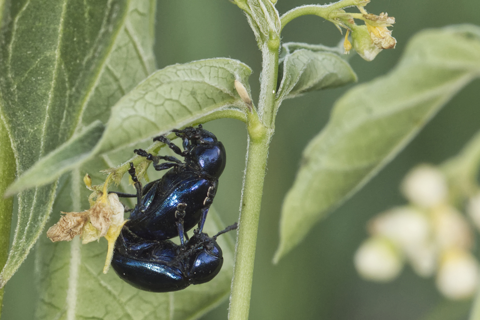 Pärchen Blauer Schwalbenwurzkäfer ( Chrysochus asclepiadeus ) auf Schwalbenwurz