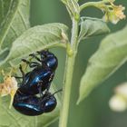 Pärchen Blauer Schwalbenwurzkäfer ( Chrysochus asclepiadeus ) auf Schwalbenwurz