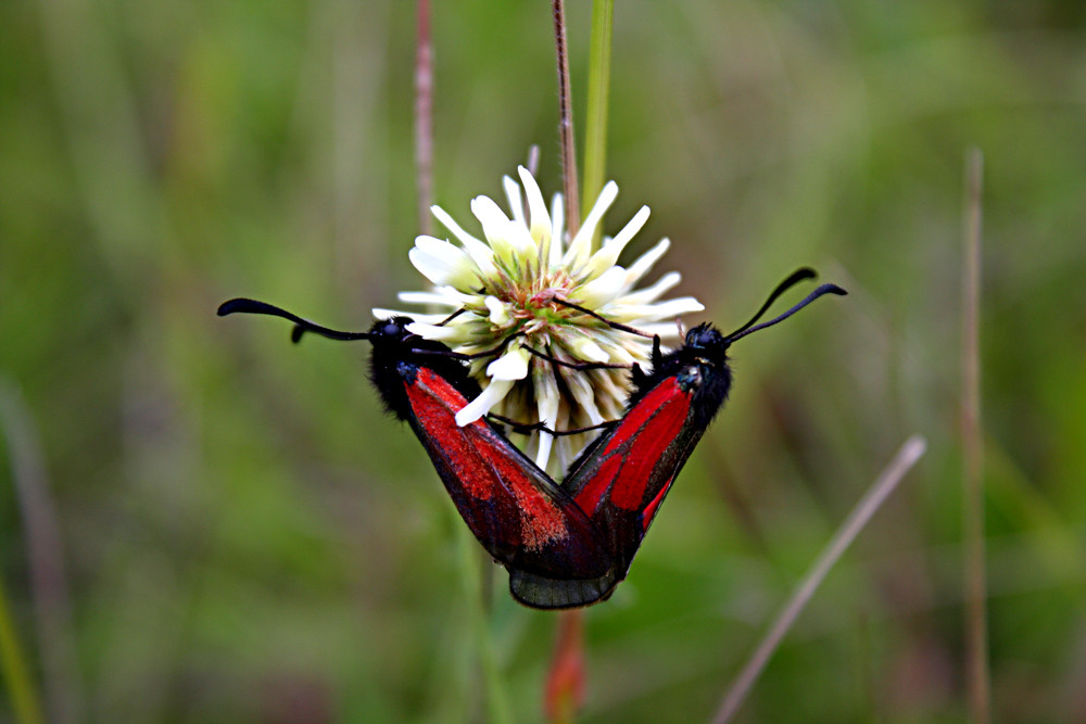 Pärchen Blume