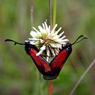 Pärchen Blume