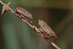 Pärchen der etwa 4 mm großen Zwergschaumzikade (Neophylaenus minor) . . .