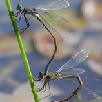 Pärchen der Gemeinen Binsenjungfer