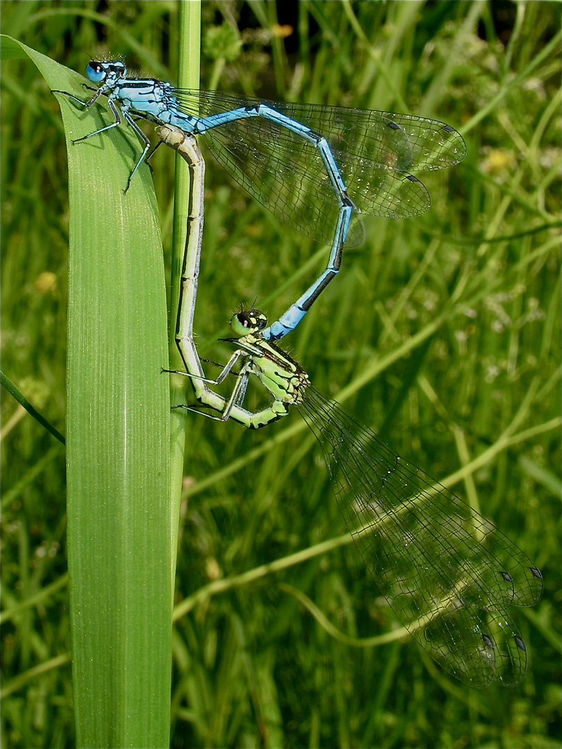 Pärchen der Hufeisen-Azurjungfer (Coenagrion puella) in Hilden, 29.5.2012