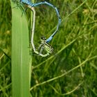 Pärchen der Hufeisen-Azurjungfer (Coenagrion puella) in Hilden, 29.5.2012