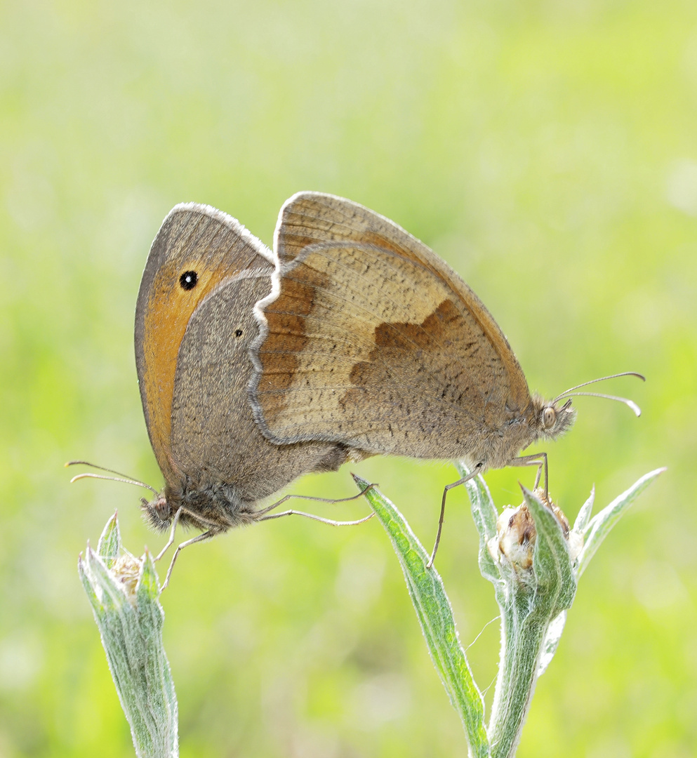 Pärchen des Großen Ochsenauges