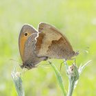 Pärchen des Großen Ochsenauges