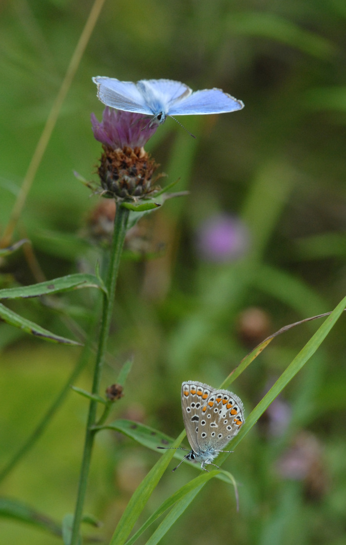 ,, Pärchen des Hauhechel-Bläuling ( Polyommatus icarus ) ,,