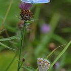 ,, Pärchen des Hauhechel-Bläuling ( Polyommatus icarus ) ,,