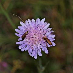 Pärchen des Kleinschmetterlings Nemophora metallica