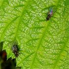 Pärchen einer etwa 5 mm langen Fliege - Fliege 5