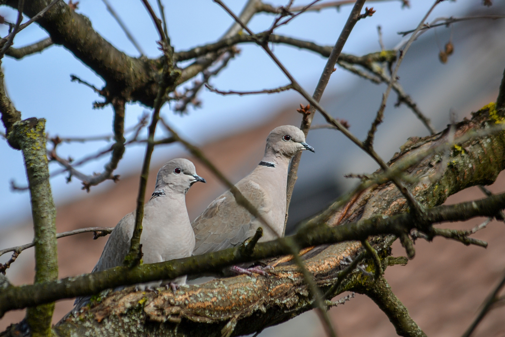 Pärchen im Geäst