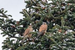 Pärchen im Schnee