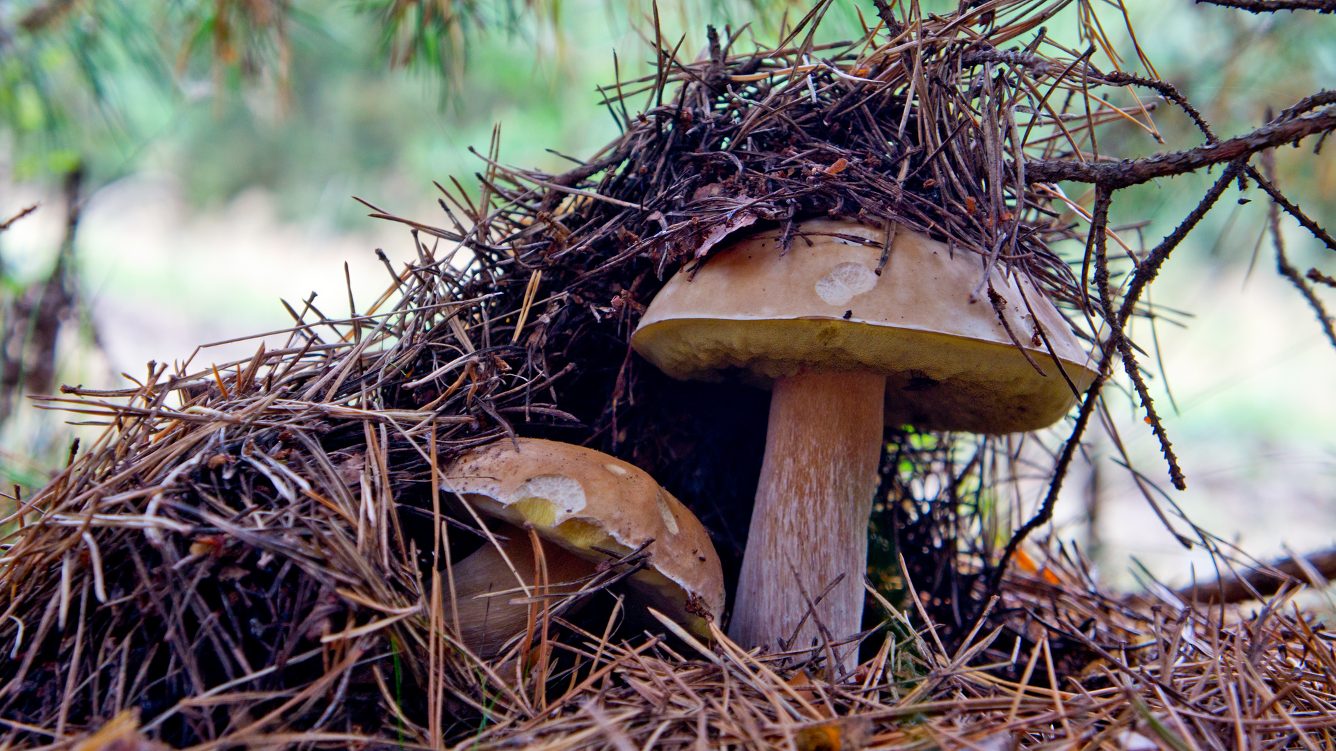 Pärchen im Wald