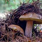 Pärchen im Wald