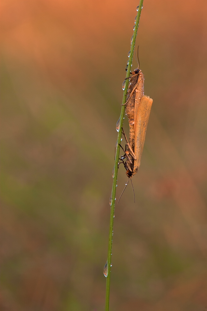 Pärchen mit Close-Up