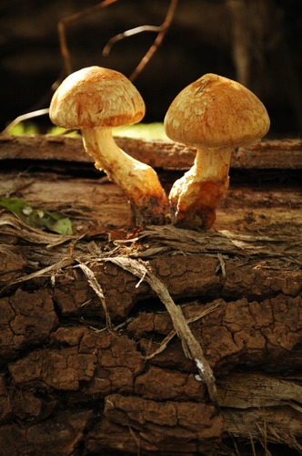 Pärchen Pilz