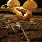 Pärchen Pilz