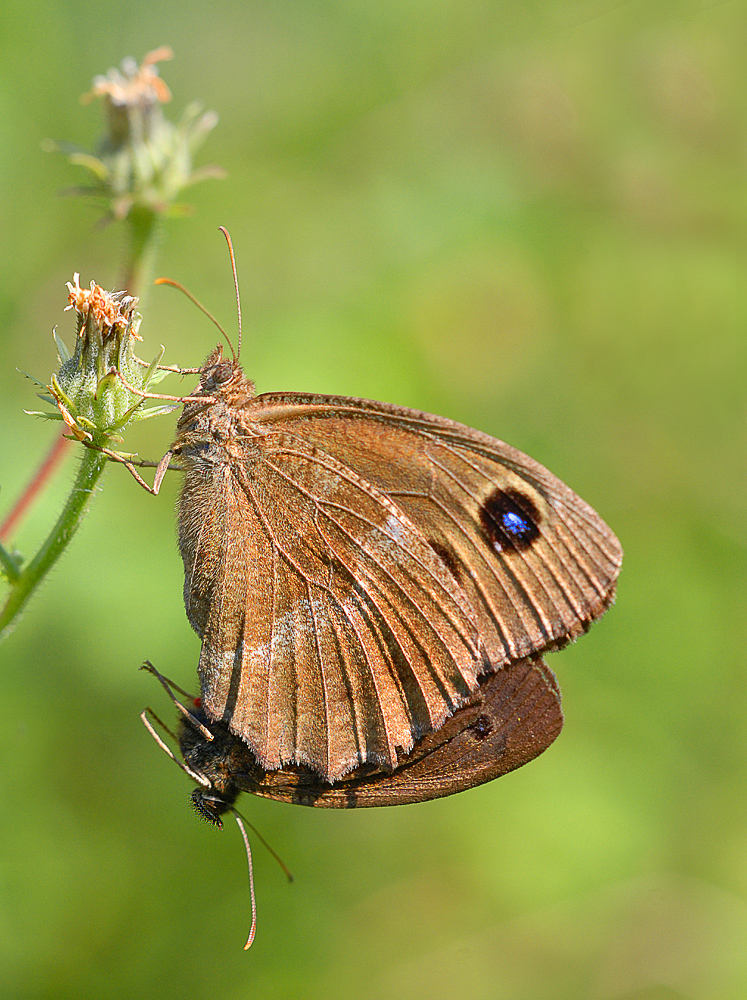 Pärchen vom Blauäugigen Waldportier