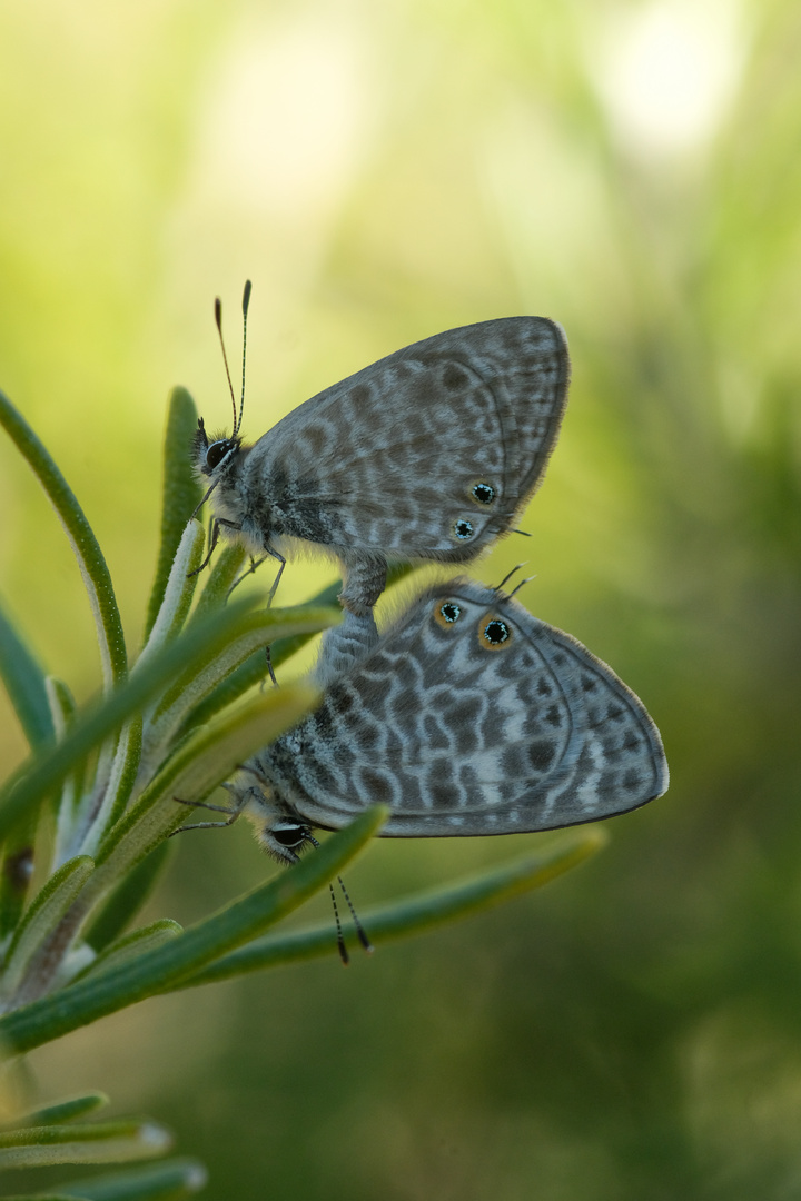 Pärchen vom Kleinen Wanderbläuling (Leptotes pirithous)