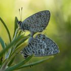 Pärchen vom Kleinen Wanderbläuling (Leptotes pirithous)