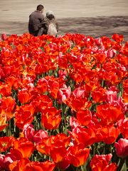 Pärchen vor Tulpenbeet