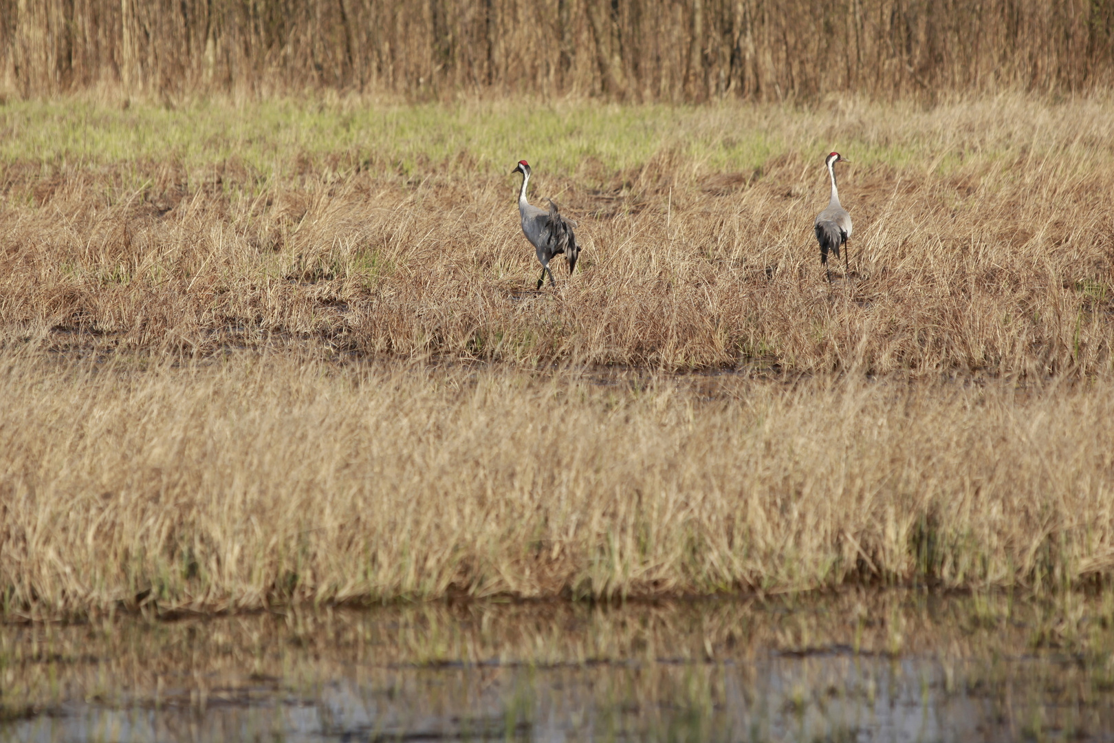 Pärchenbildung am Netzener See in Brandenburg