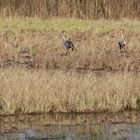 Pärchenbildung am Netzener See in Brandenburg