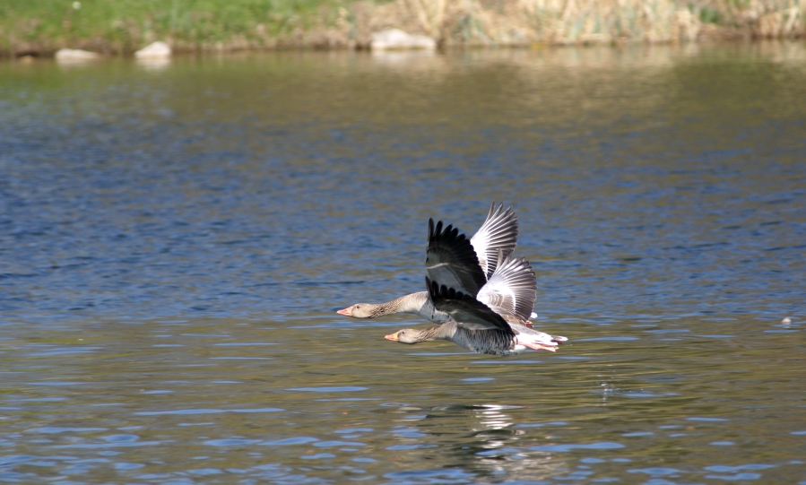 Pärchenflug der Wildgänse