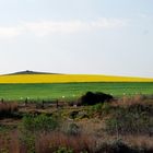 paesaggio africano