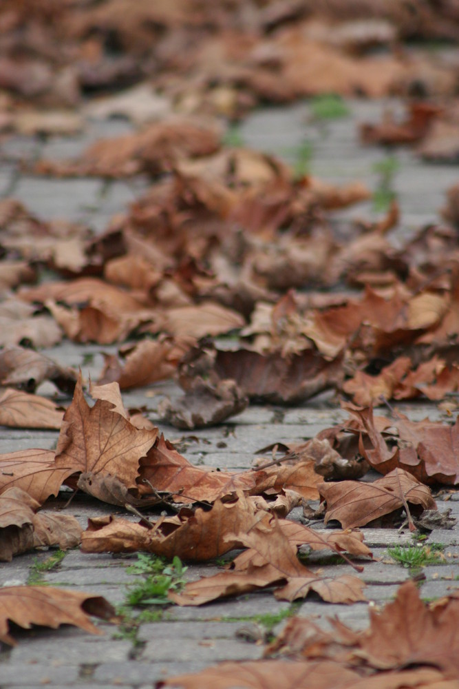 paesaggio autunnale