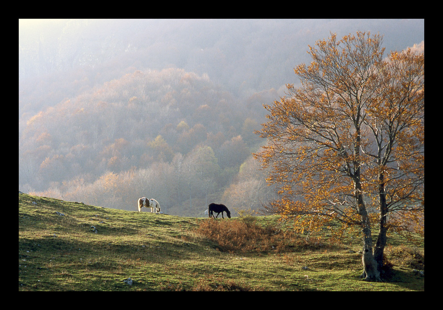 Paesaggio autunnale