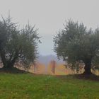 Paesaggio autunnale n. 7