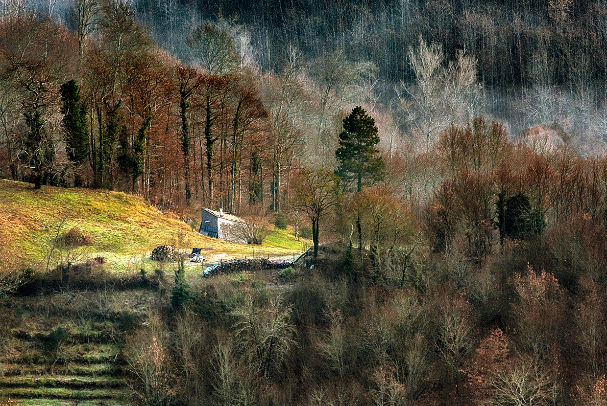 Paesaggio boschivo in un luminoso mattino d'inverno