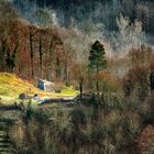 Paesaggio boschivo in un luminoso mattino d'inverno